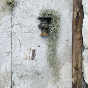 🦌Real Organic Spanish Moss Romantic WallGarden Airplants Tillandasia Rare Moss
